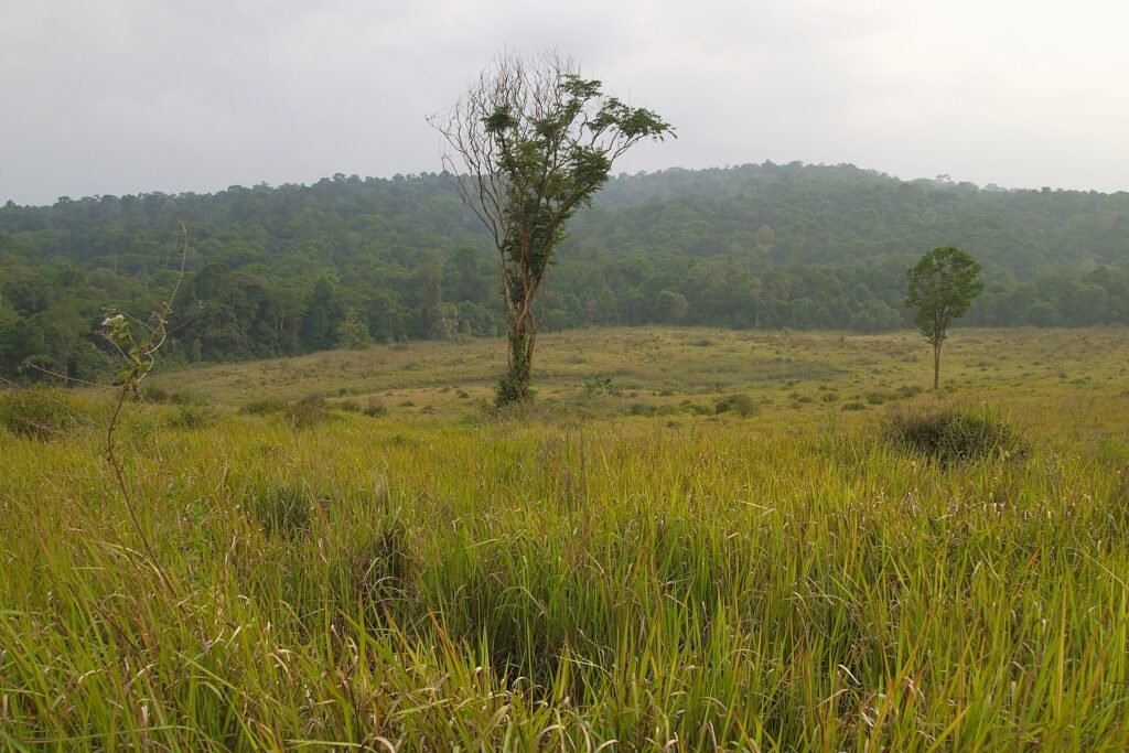 Tall grass meadow with scattered trees and forested hills under a misty sky in Khao Yai National Park