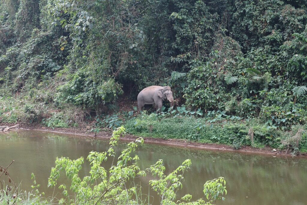 A wild Asian elephant at the forest edge beside a river in the Khao Yai forest complex