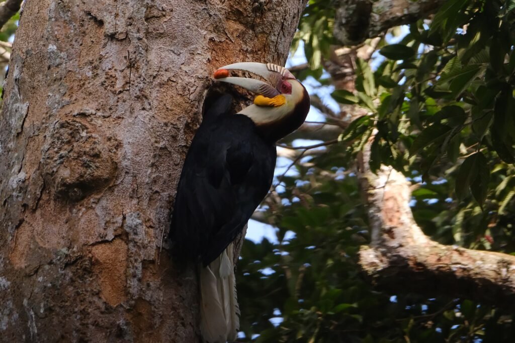 A wreathed hornbill clinging to a tree trunk at its nest cavity in Khao Yai